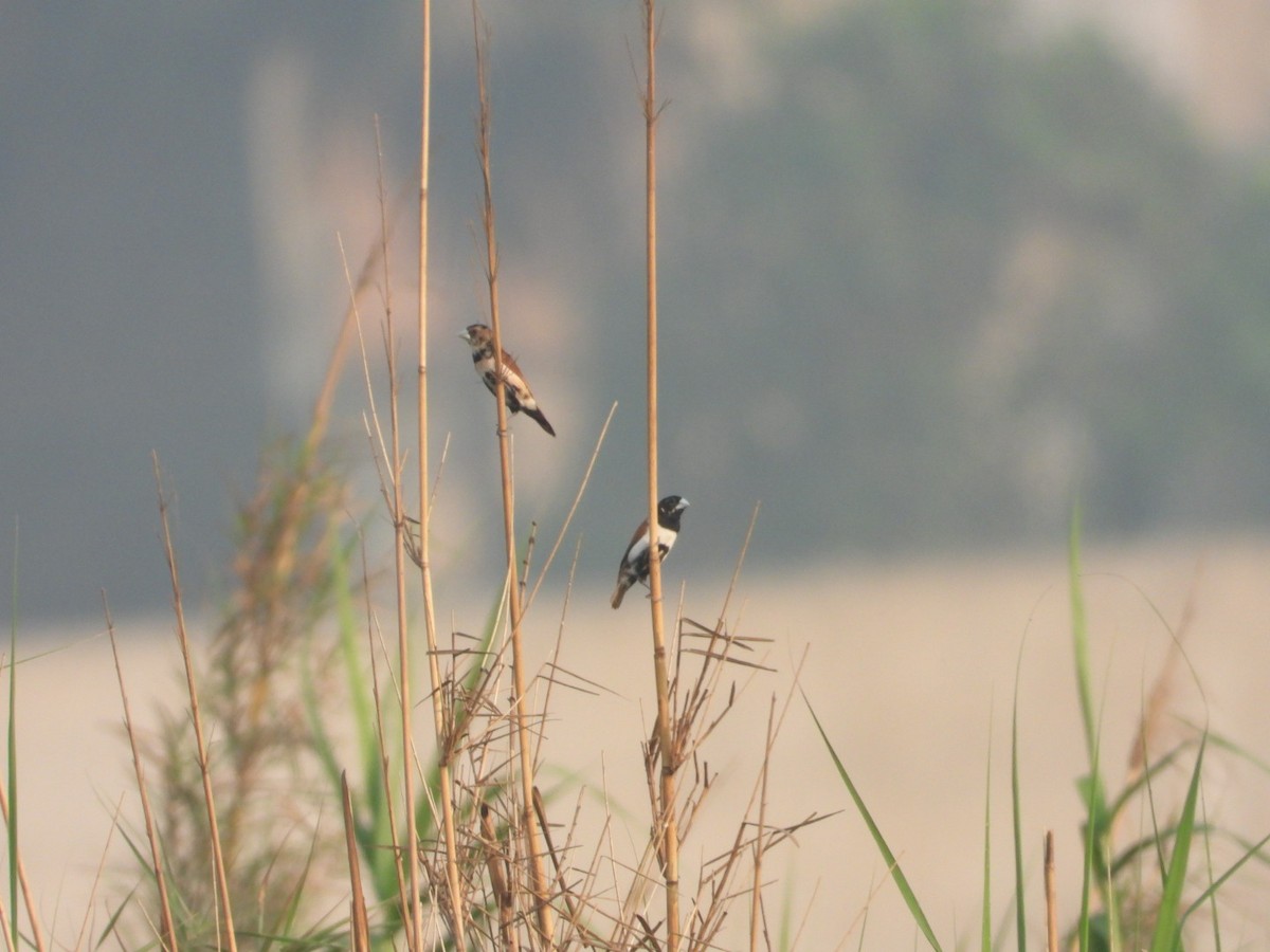 Tricolored Munia - Chaiti Banerjee