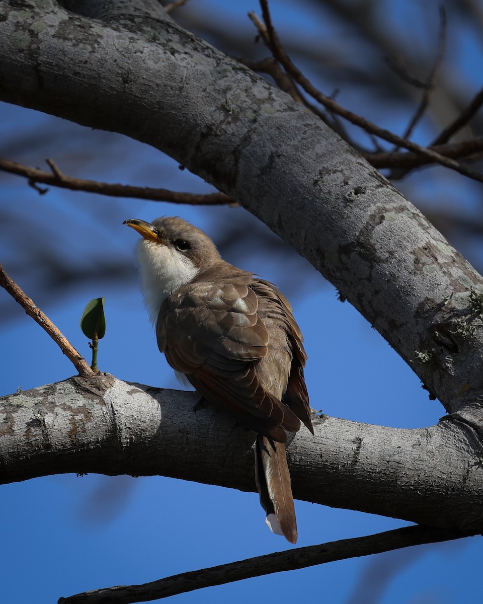 Yellow-billed Cuckoo - ML618096635