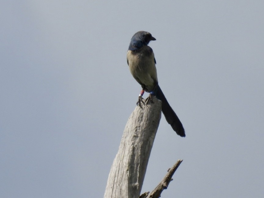 Florida Scrub-Jay - ML618096637