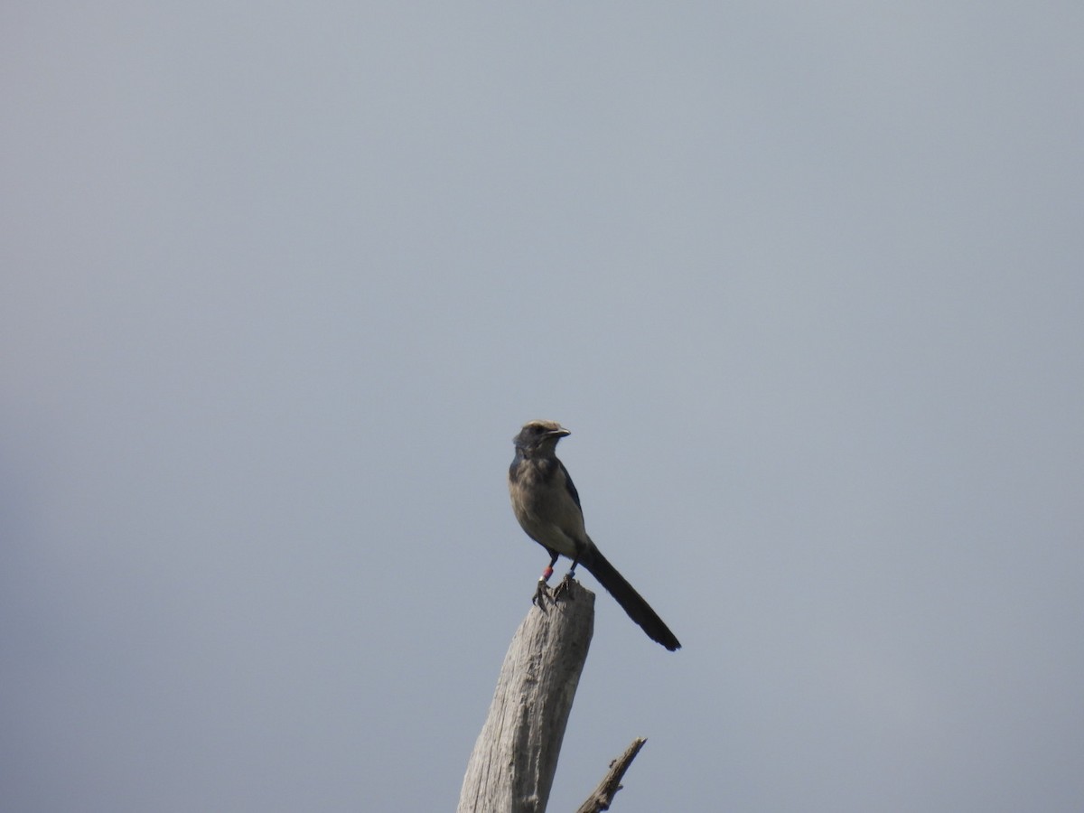 Florida Scrub-Jay - Vikki Jones