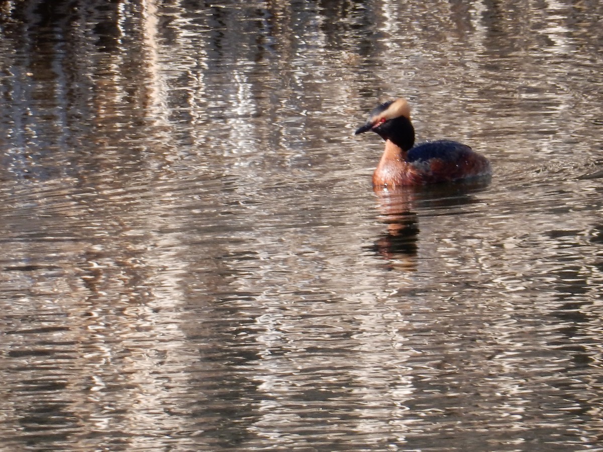 Horned Grebe - ML618096641