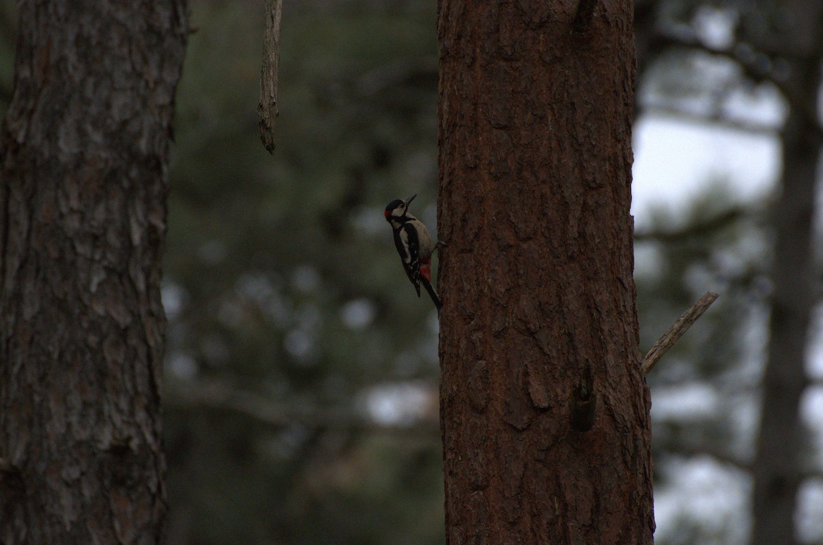 Great Spotted Woodpecker - ML618096659