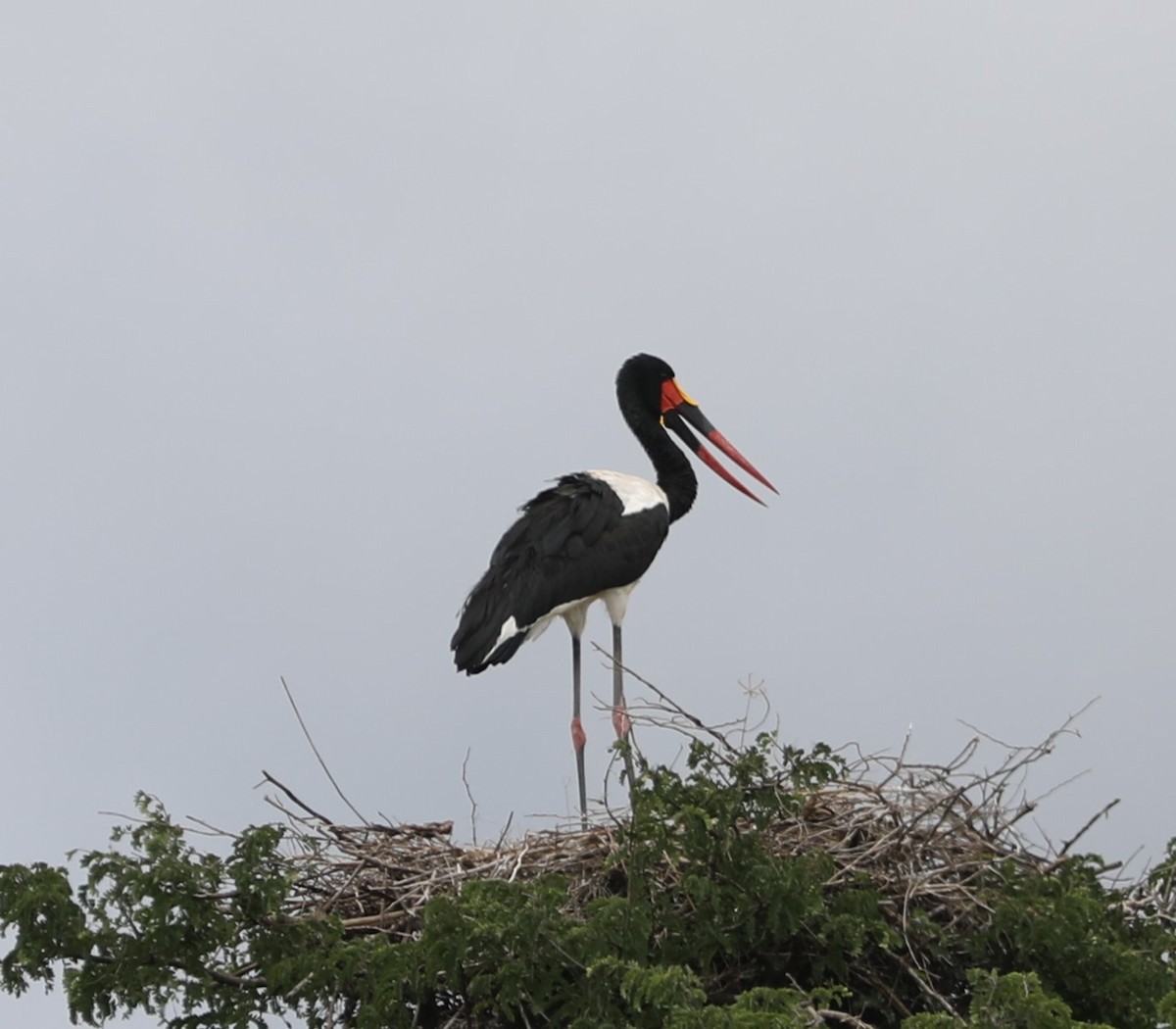 Saddle-billed Stork - ML618096691