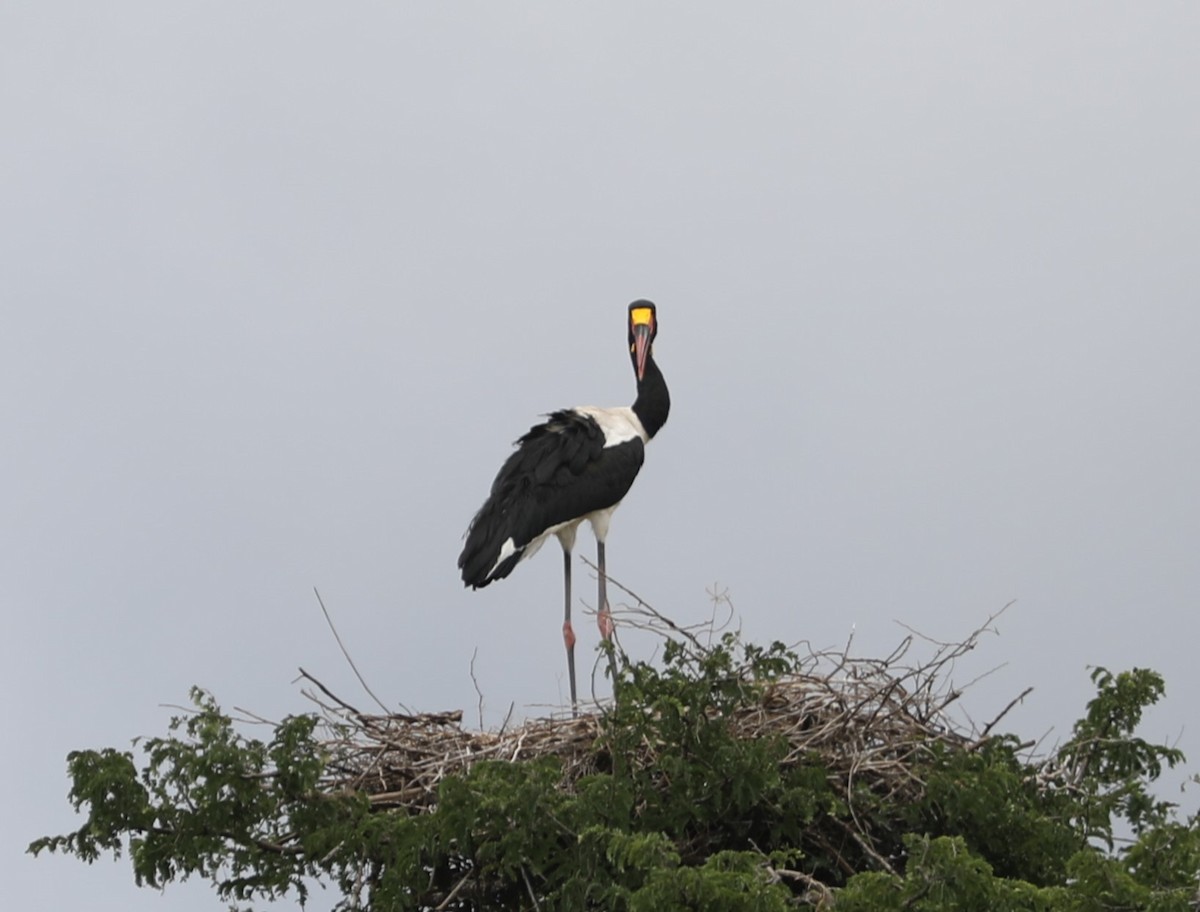 Saddle-billed Stork - ML618096692