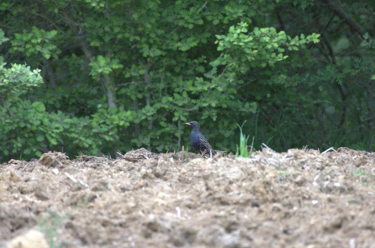 European Starling - Umut Özten