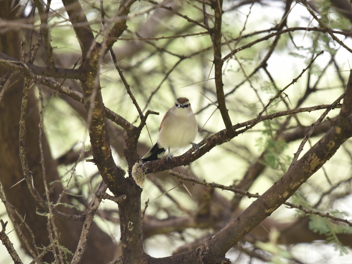 Brown-crowned Tchagra - Shirley Bobier