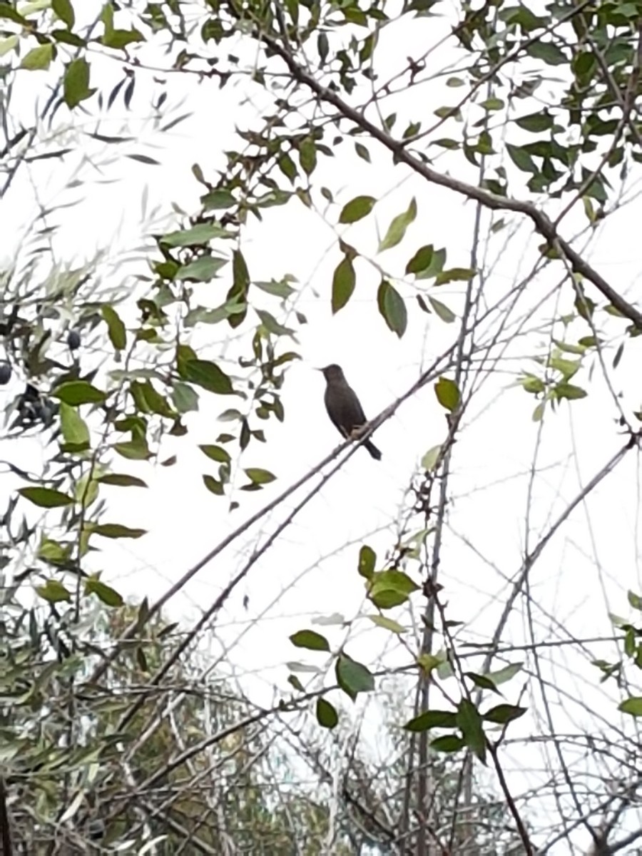 Chiguanco Thrush (anthracinus) - ML61809671