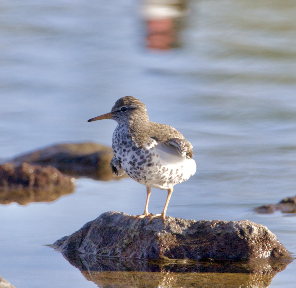 Spotted Sandpiper - ML618096721