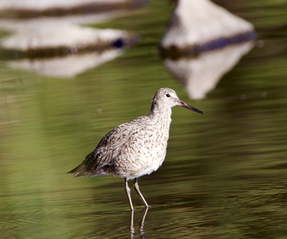 Willet - ML618096734