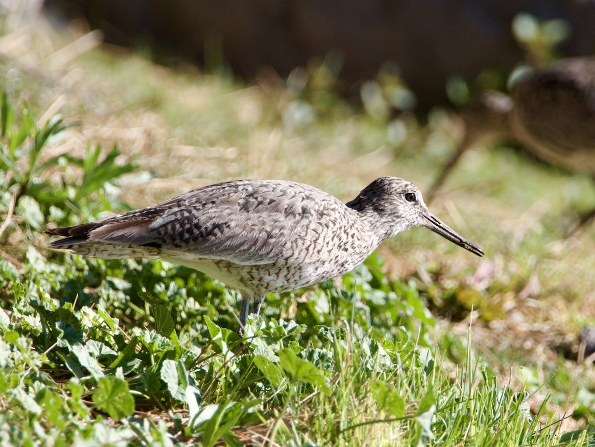 Willet - ML618096735