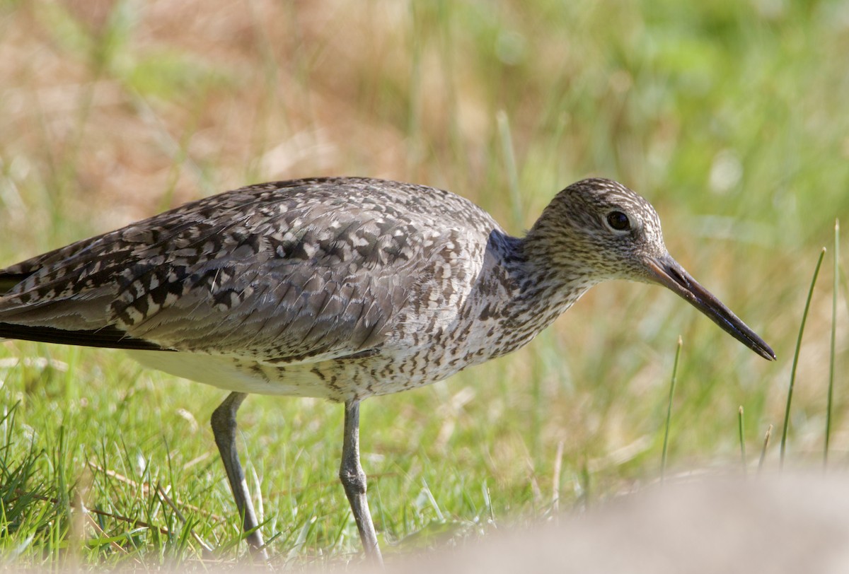 Willet - ML618096736