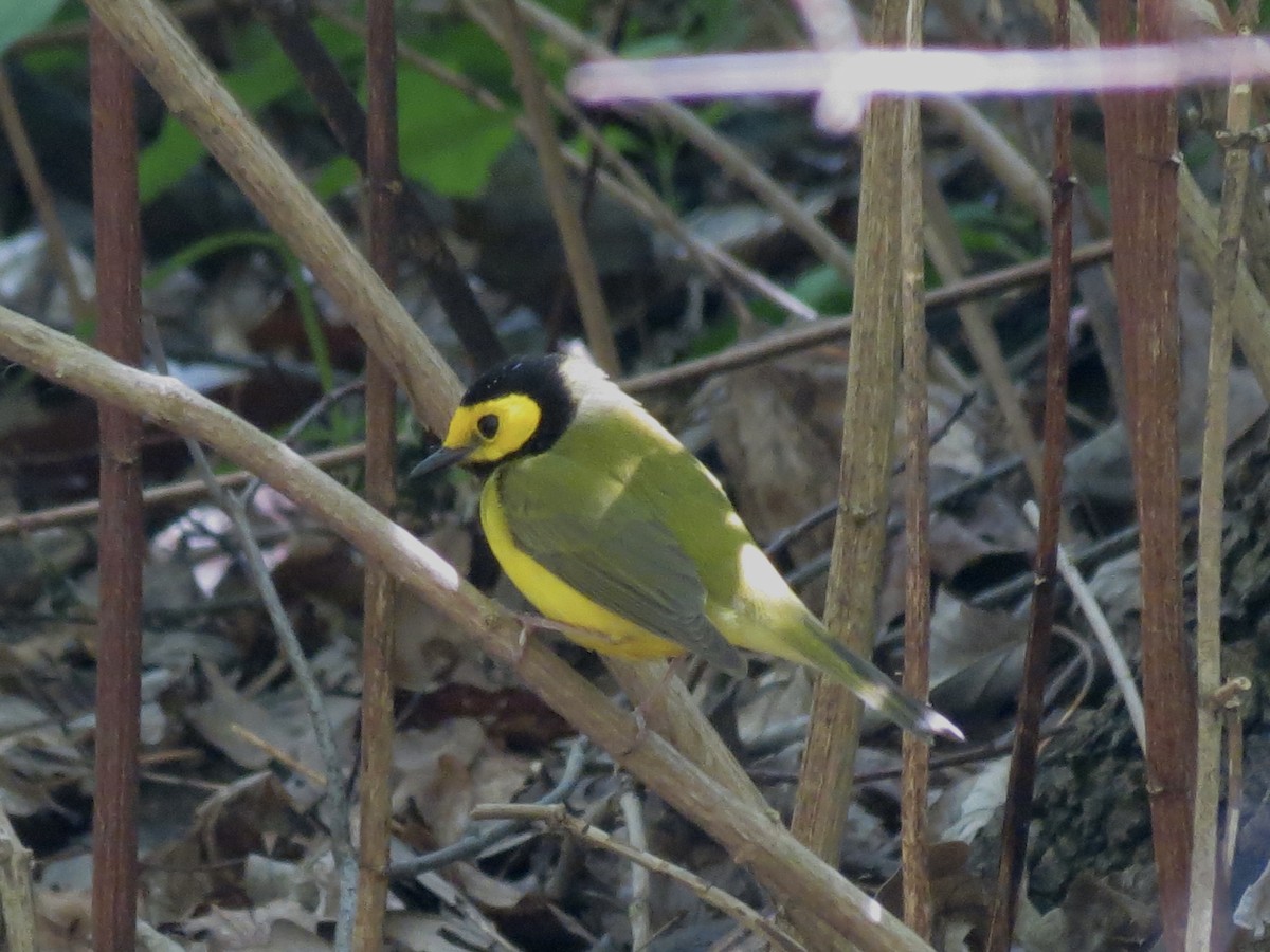 Hooded Warbler - Michael Rosengarten