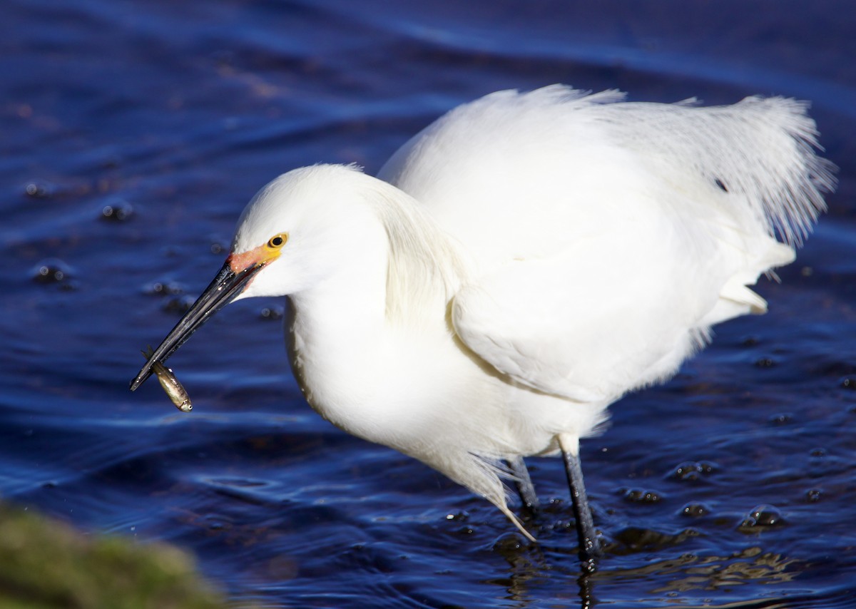 Snowy Egret - ML618096747