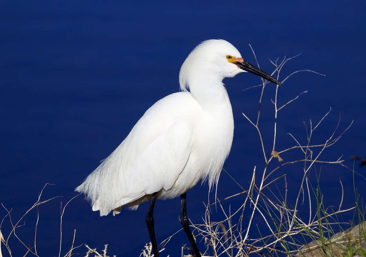 Snowy Egret - ML618096748