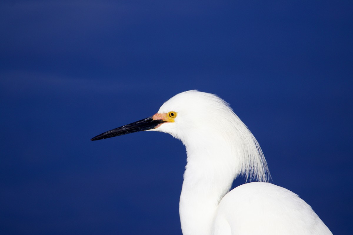 Snowy Egret - ML618096749