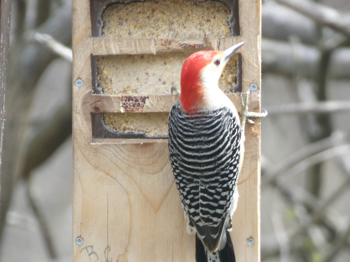 Red-bellied Woodpecker - Fabian Orozco