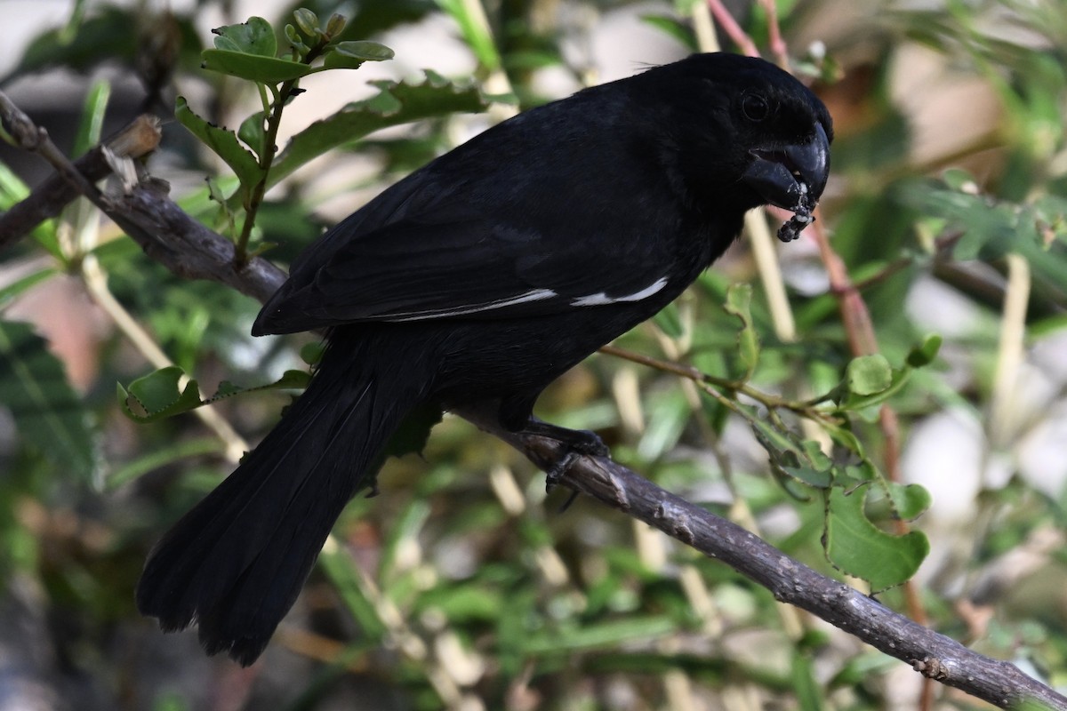 Grand Cayman Bullfinch - ML618096791