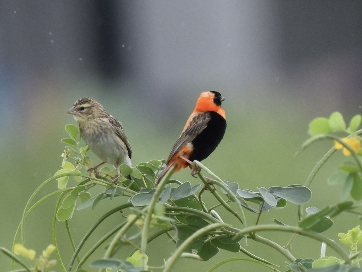 Southern Red Bishop - ML618096792