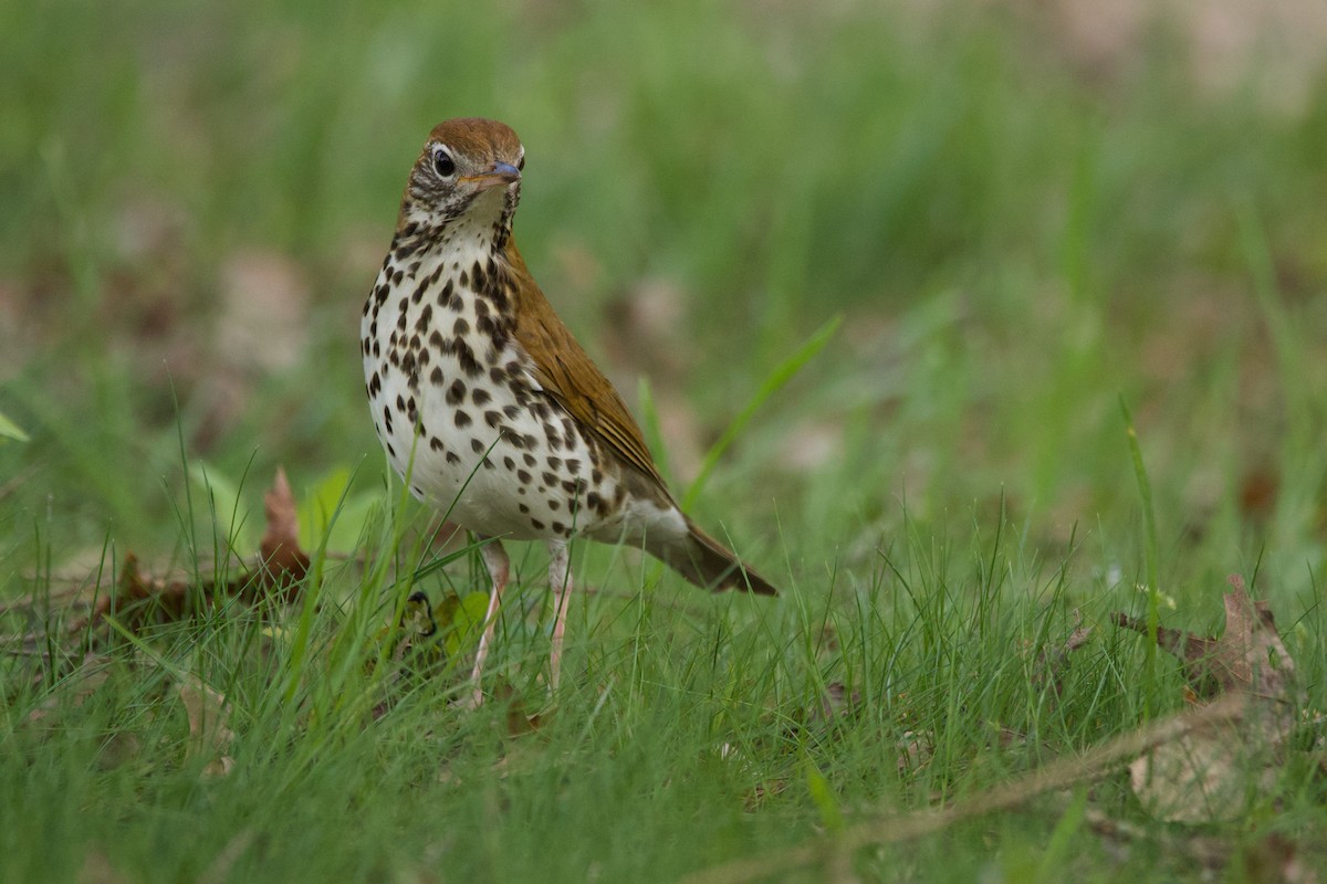 モリツグミ - ML618096798