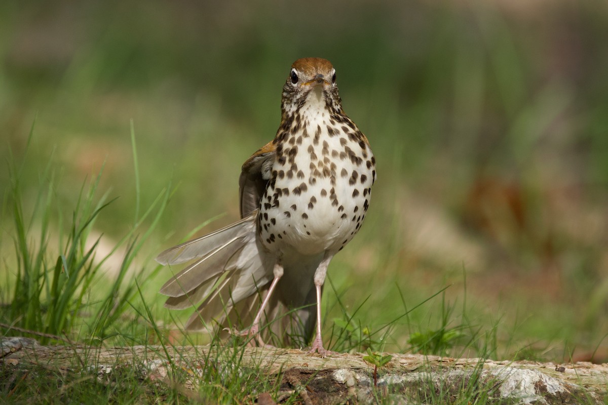 モリツグミ - ML618096800