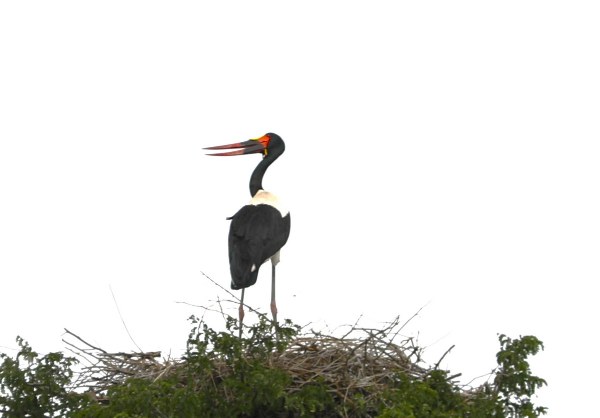 Jabiru d'Afrique - ML618096813