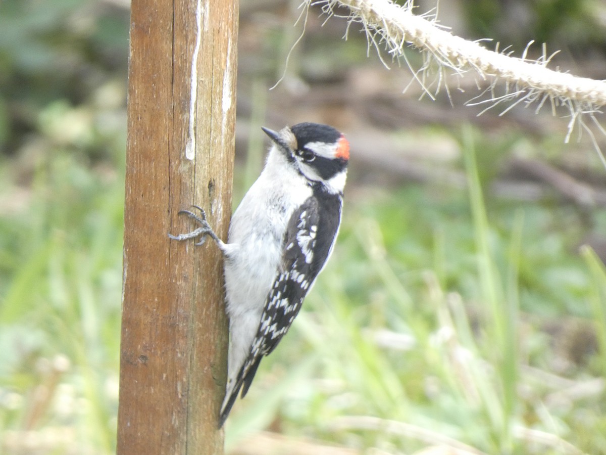 Downy Woodpecker - ML618096821