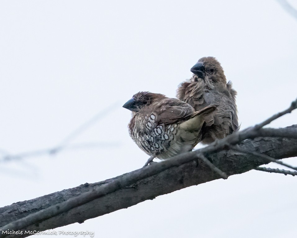 Scaly-breasted Munia - Michele McCormick