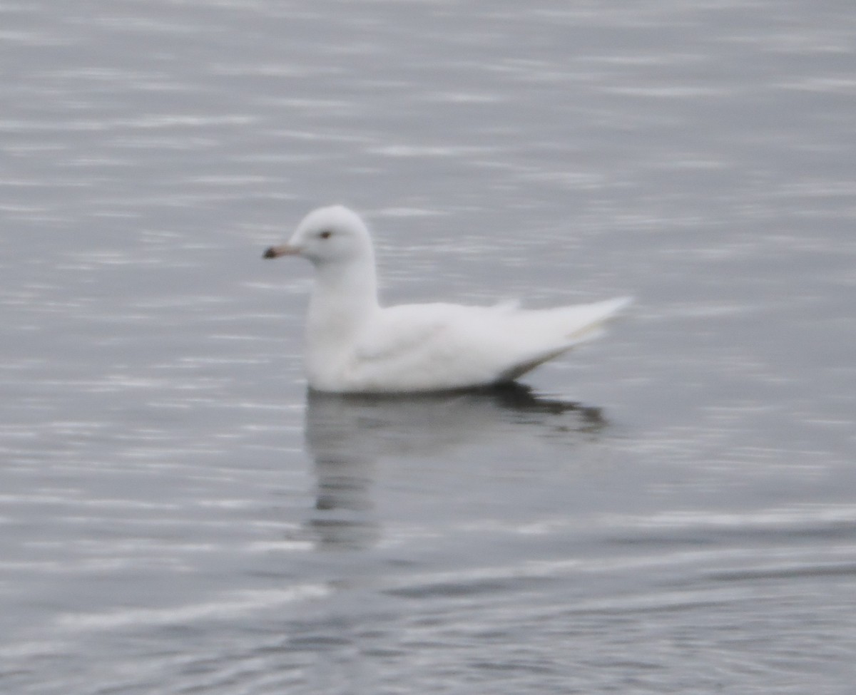 Iceland Gull - Jan Faerk