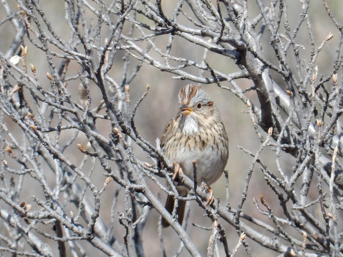 Lincoln's Sparrow - ML618096855