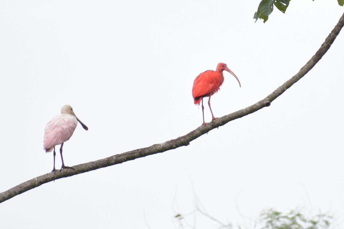 Scarlet Ibis - Neil Gilbert