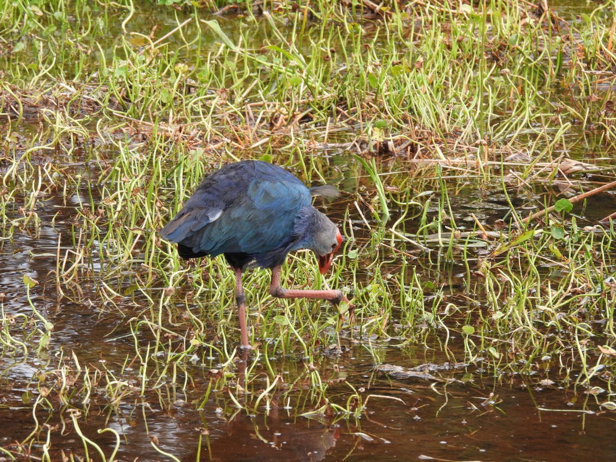 Gray-headed Swamphen - Vikki Jones