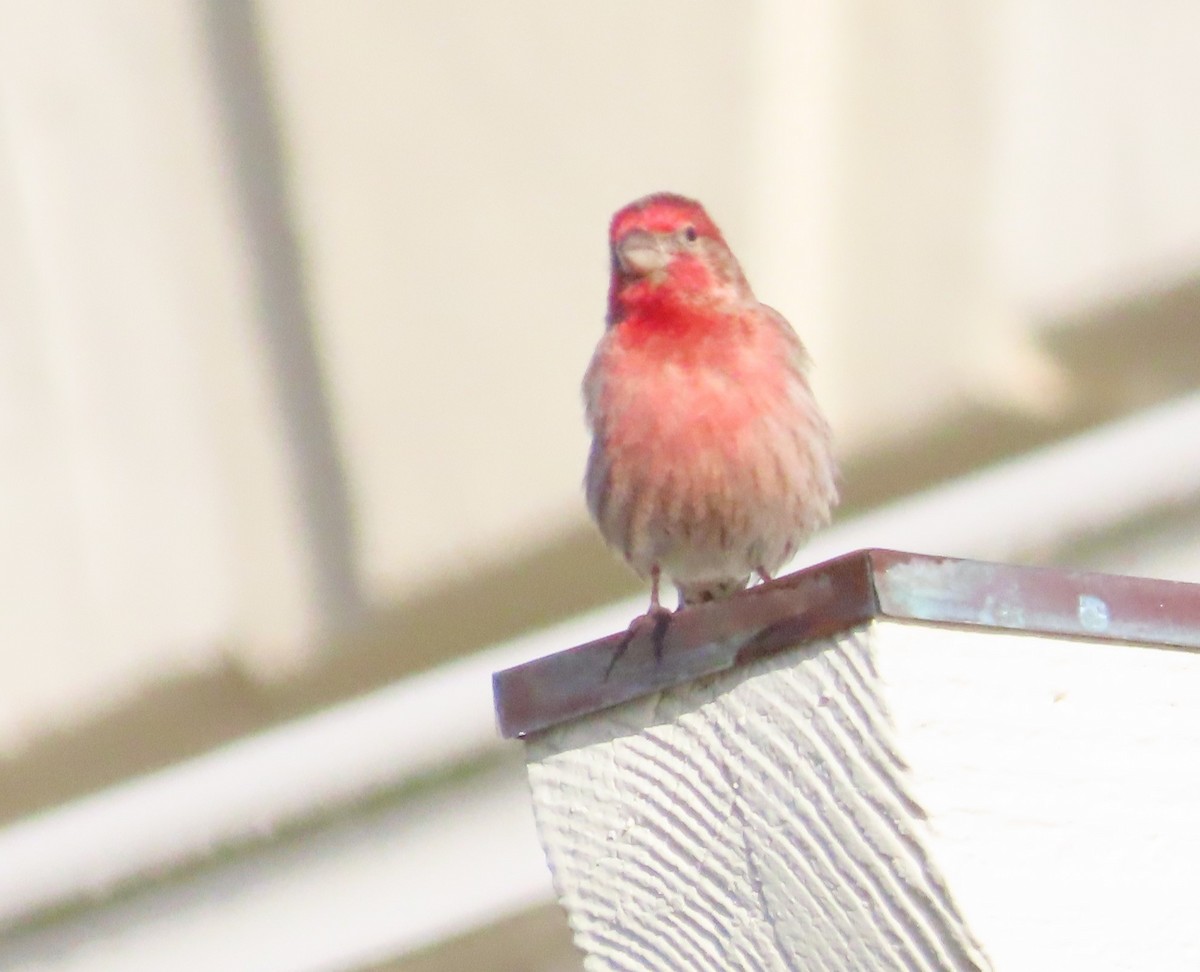 House Finch - Anonymous
