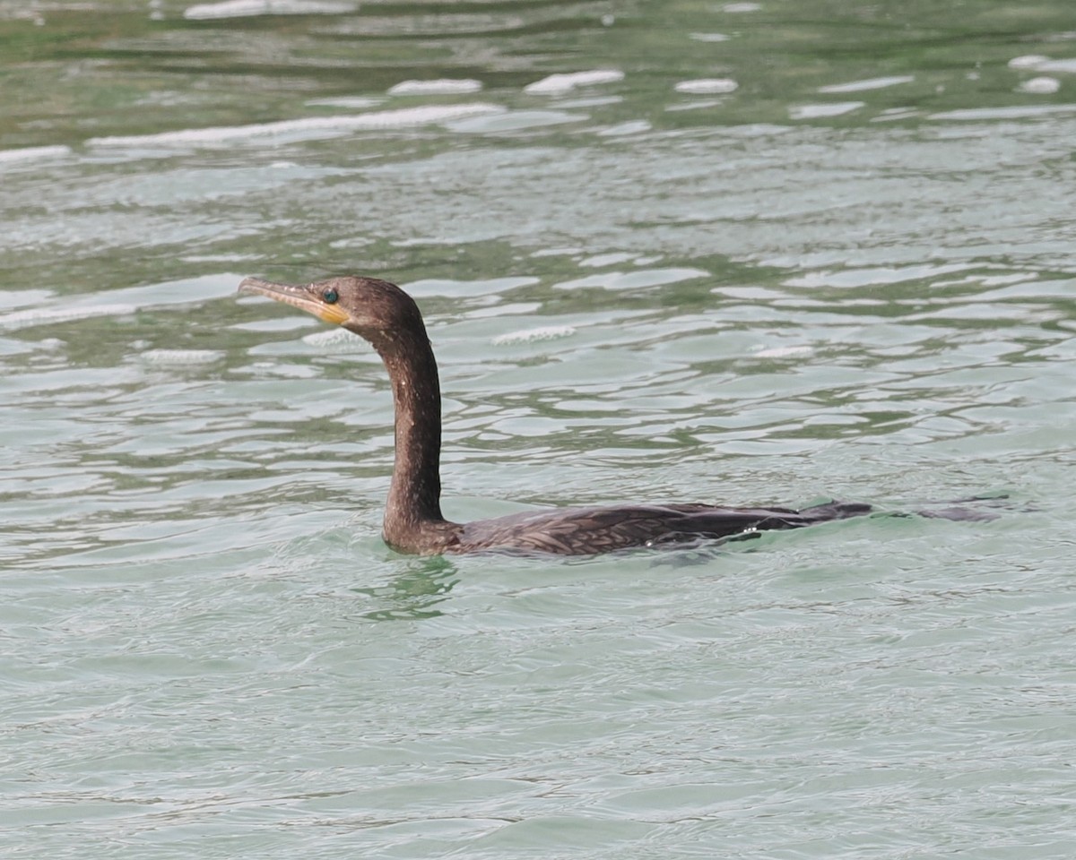 Neotropic Cormorant - Mark Stevenson