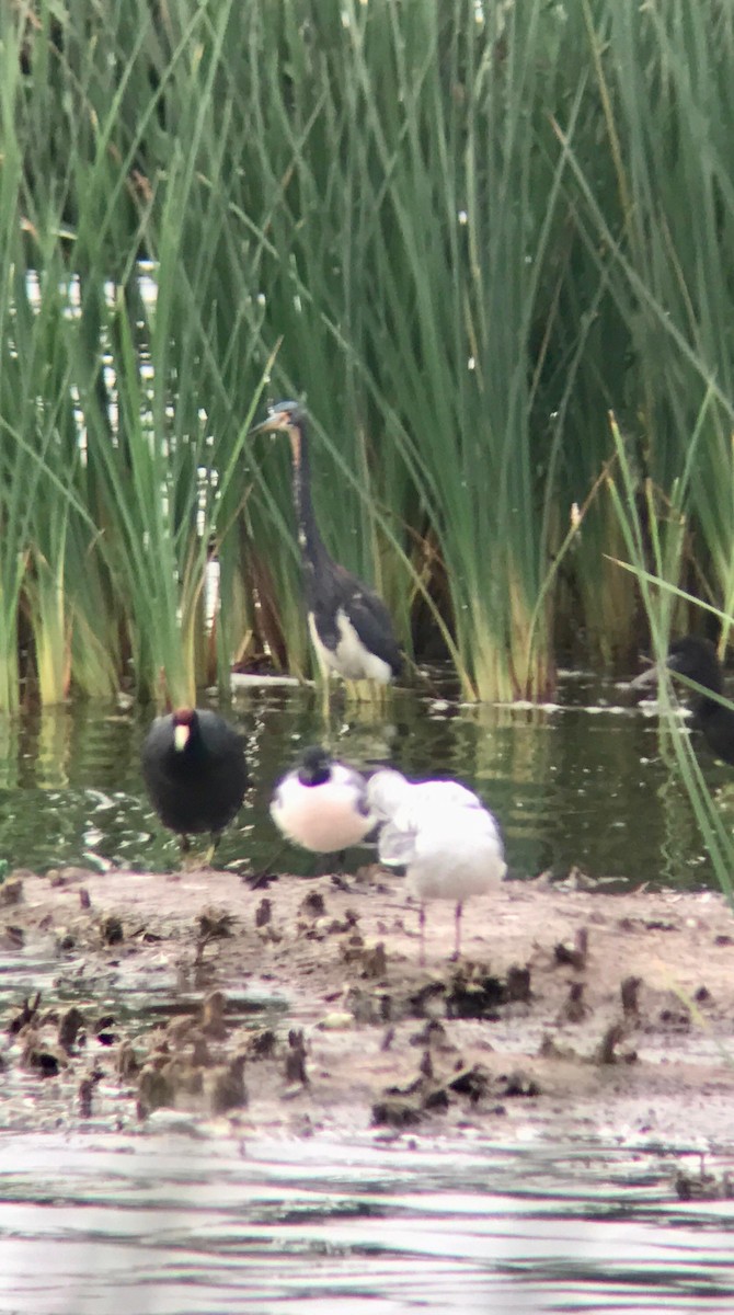 Tricolored Heron - ML618096896