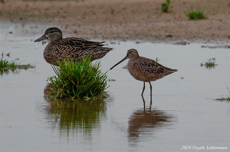 langnebbekkasinsnipe - ML618096932