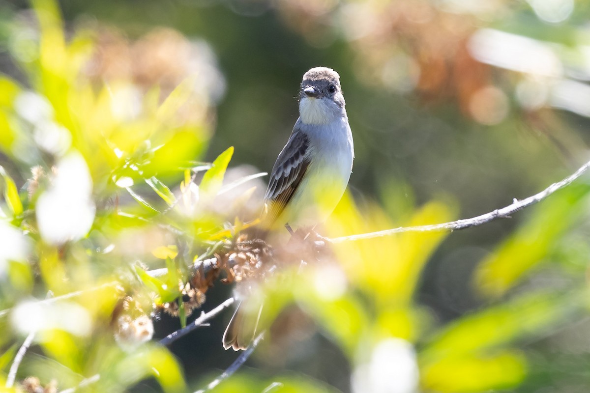 Ash-throated Flycatcher - Jeff Bray