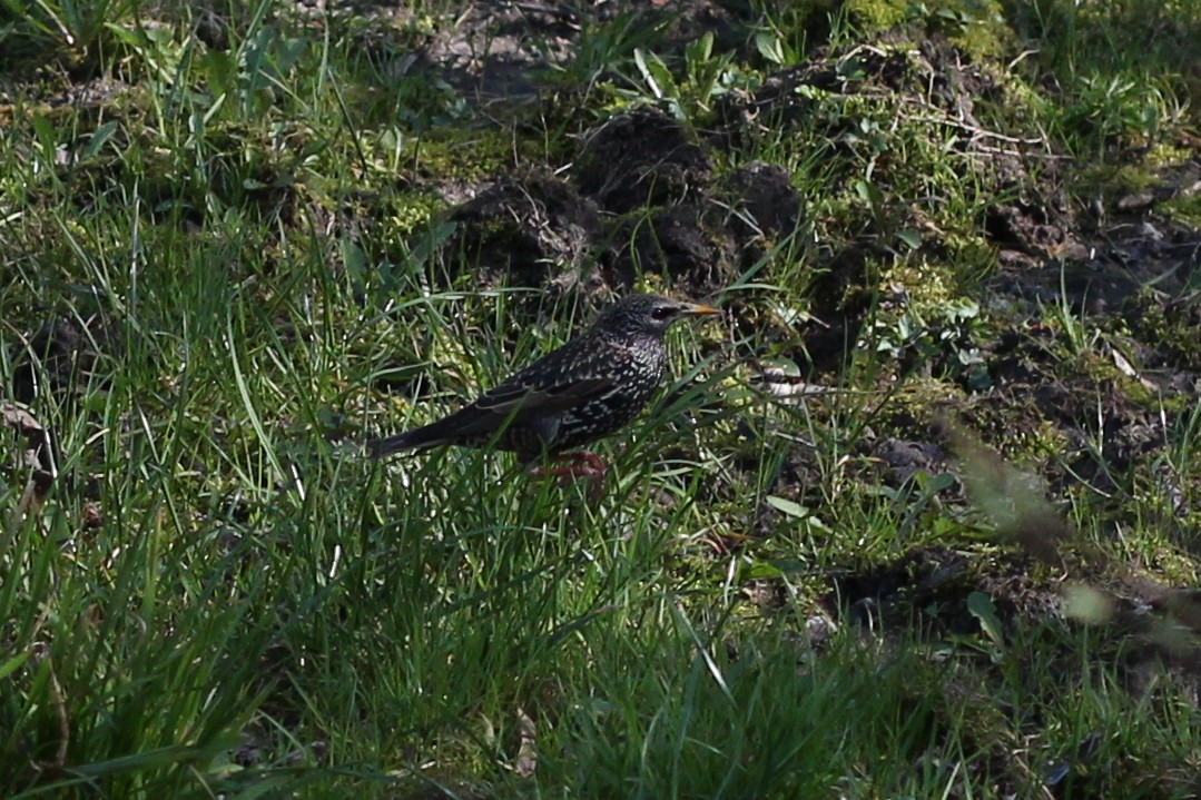 European Starling - Mariusz Szurgot