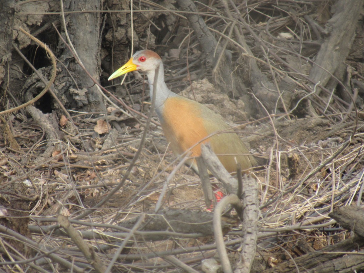 Russet-naped Wood-Rail - Edwin Calderon