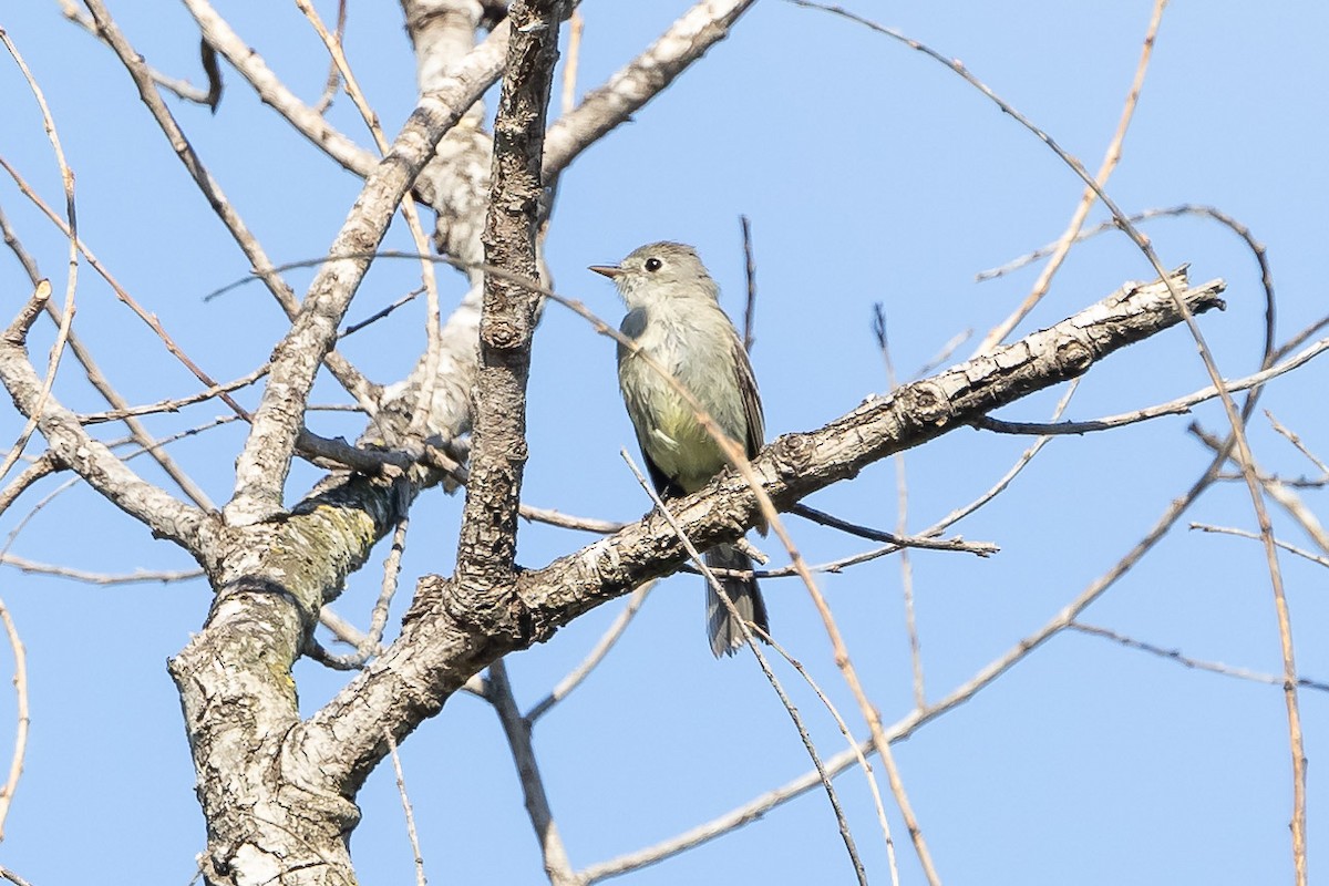 Hammond's Flycatcher - Jeff Bray