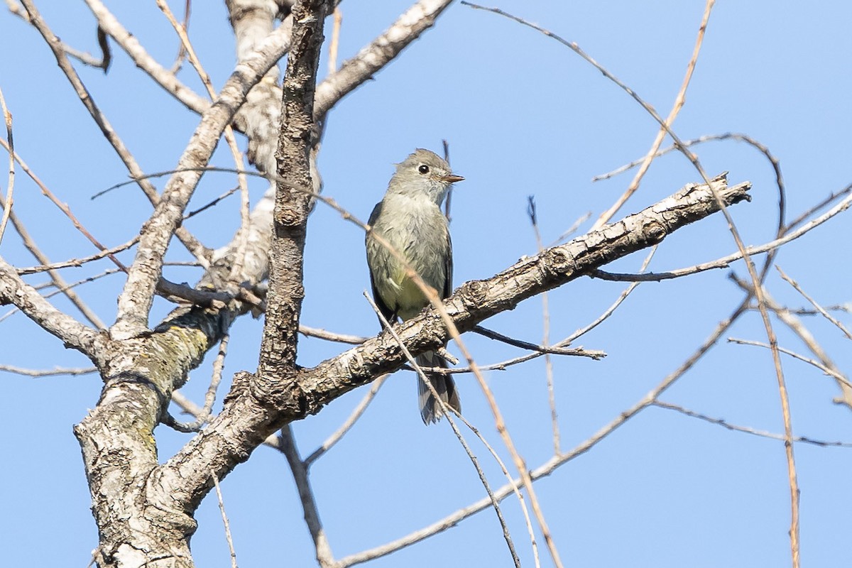 Hammond's Flycatcher - ML618096991