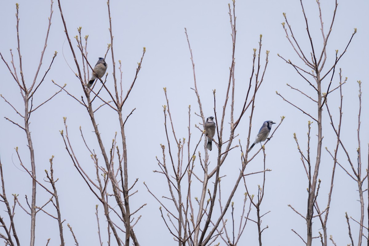 Blue Jay - Matt Saunders