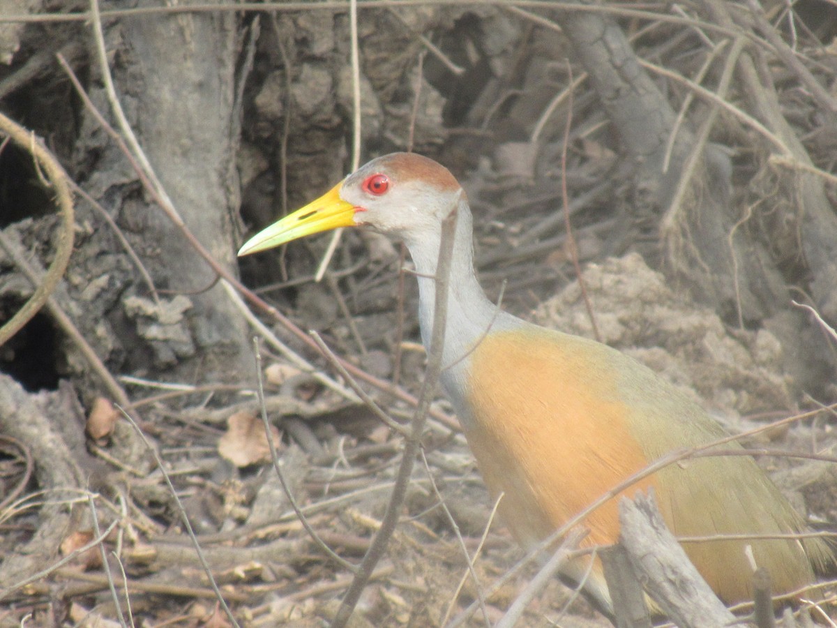 Russet-naped Wood-Rail - ML618096997