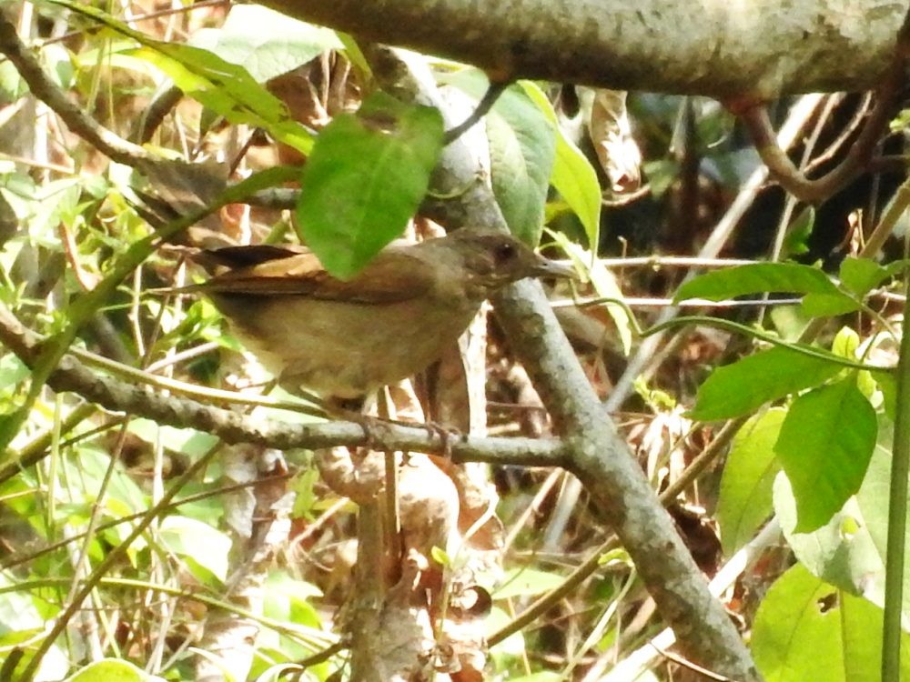 Pale-breasted Thrush - Fernando Nunes