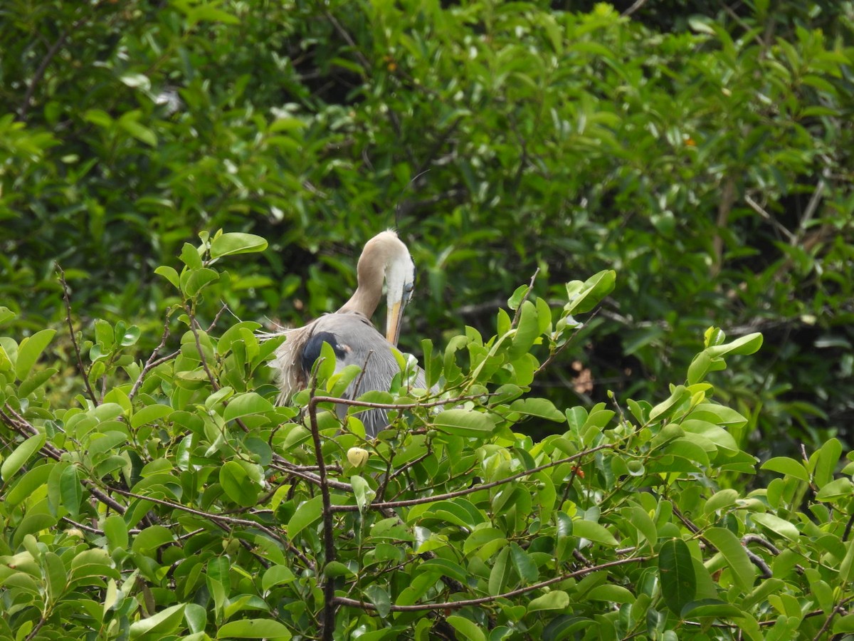 Anhinga - Vikki Jones