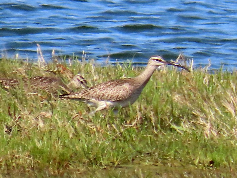 Whimbrel (Hudsonian) - Karen Lebing