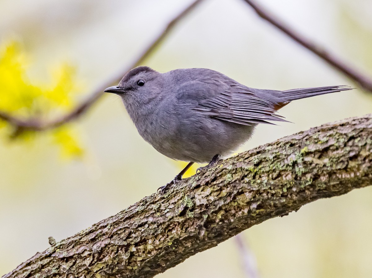 Gray Catbird - Mike Murphy