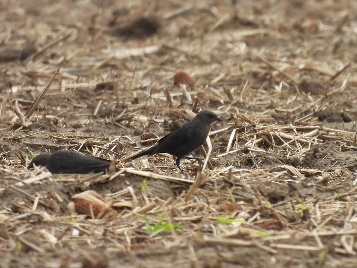 Brewer's Blackbird - Pat  Lueders