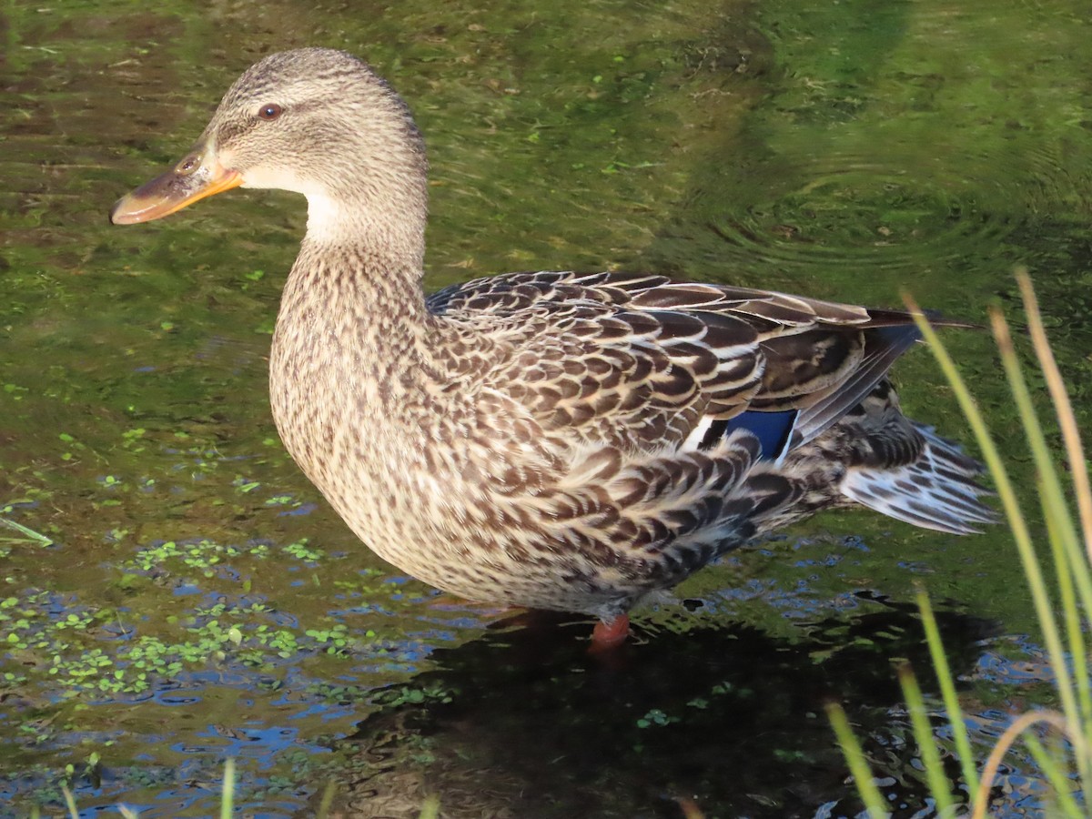 Canard colvert - ML618097028