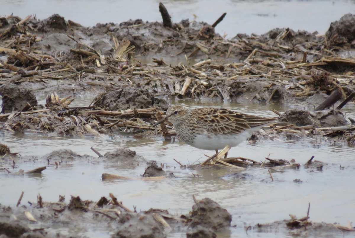 Pectoral Sandpiper - Quentin Yoerger