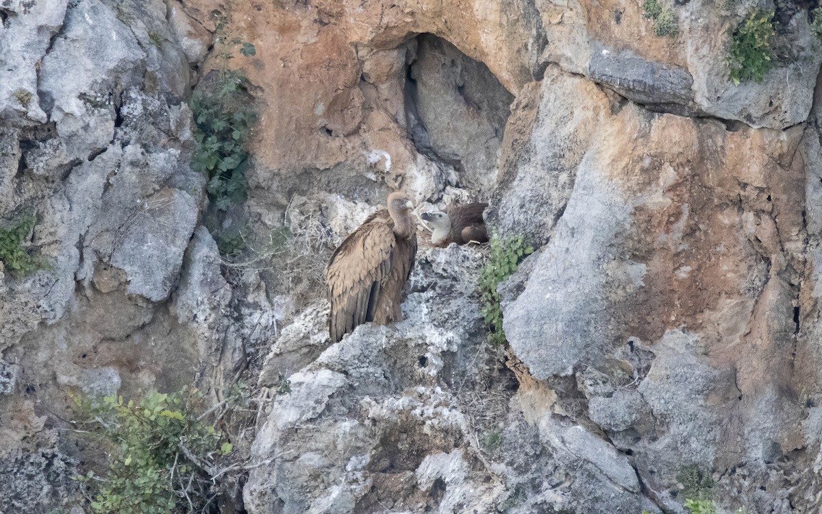 Eurasian Griffon - Andrés  Rojas Sánchez